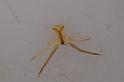 Sidymella_trapezia_D8001_Z_87_North Stradbroke island_Australie